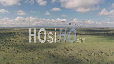 Aerial Drone View Of Cattle In African Savanna Landscape In Laikipia, Kenya