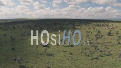 4 Wheel Drive Vehicle On Wildlife Safari Driving Through Savanna In Kenya. Aerial Drone View