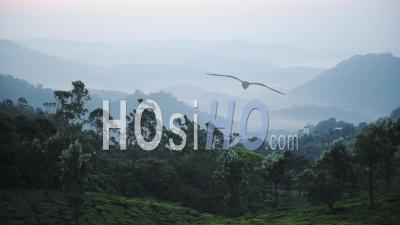 Panoramic Landscape Mountain View Of Tea Plantations, Munnar, Kerala, India, On A Foggy Morning