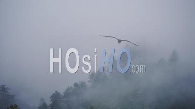 Landscape Mountain View Of Fog Going Through Vegetation, Munnar, India