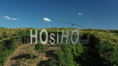 Forest Clearing, France, Drone Point Of View