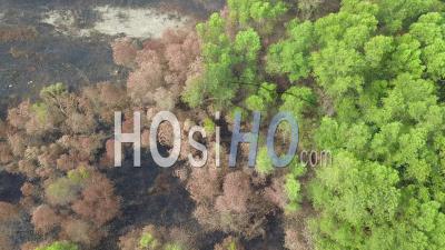 Burn Down Green Bush Near Village - Video Drone Footage