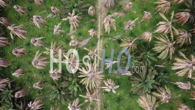 Dry Oil Palm Trees. - Video Drone Footage