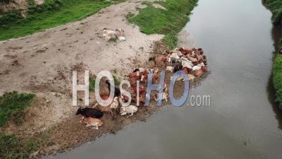 Groupe De Vaches Rester à Côté Du Sable Près De La Rivière à Penang - Vidéo Drone