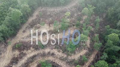 Destruction De La Forêt En Malaisie - Vidéo Filmée Par Drone