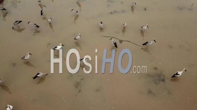A Flock Of Asian Openbill Searching Snail As Food - Video Drone Footage