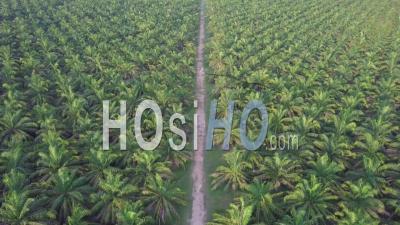 Survolez Le Chemin à La Ferme De Plantation De Palmiers à Huile. - Vidéo Par Drone