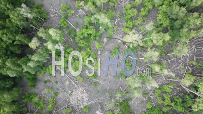 Vue Aérienne De La Forêt De Mangrove Avec Une Chute D'arbre à Batu Kawan - Vidéo Prise Par Drone