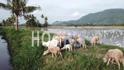 Troupeau Aérien De Chèvres Broutant De L'herbe Dans Le Champ à Penang - Vidéo Drone