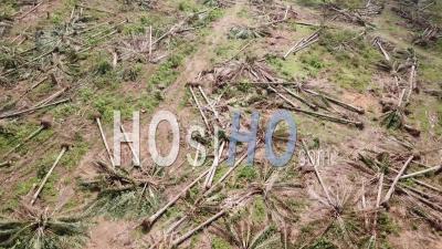 Palmier à Huile Autorisé Pour Replantation En Malaisie - Vidéo De Drone Vidéo