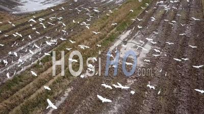 Aerial View Flock Of Egrets Birds Fly Together At Paddy Field - Video Drone Footage