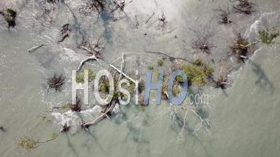Aerial Rotate Look Down Bare And Dry Branch Of Mangrove Trees - Video Drone Footage