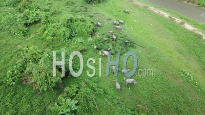 Herd Of Buffaloes Live Together With Cattle Egrets At Green Field - Video Drone Footage