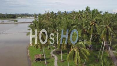 Aerial View Coconut Trees And Gunung Jerai - Video Drone Footage