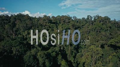Aerial Drone Footage Of The Rainforest At Sabah, Borneo, Malaysia