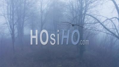 Aerial Drone Video Of Mysterious Misty Blue Foggy Woods With Bare Trees In Mist In Woodland In Winter, Spooky Haunted Forest Rural Scene, Cotswolds, Gloucestershire, England, United Kingdom