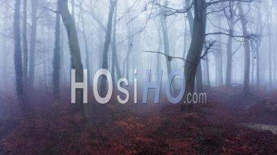 Vue Par Drone Vidéo D'arbres D'automne Dans Des Conditions Météorologiques De Brouillard épais, Forêt Mystérieuse Des Bois Dans La Brume Et Le Brouillard, Beau Paysage De Nature En Angleterre, Royaume-Uni