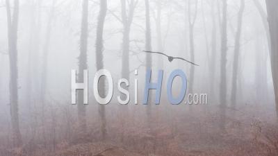 Aerial Drone Video Of Haunted Mysterious Woods With Spooky Trees In Thick Mist And Fog, Woodlands Forest In Misty Foggy Weather, Beautiful Nature Landscape Scenery In England, United Kingdom