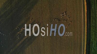 Aerial Drone Video Agriculture Farming Background Of Flock Of Sheep In Fields On A Farm In Rural Countryside Farmland Scenery, Top Down Vertical Shot Of Green Fields, England, United Kingdom