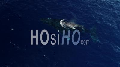 Mother Humpback Whale And Her Calf In The Mozambique Channel - Video Drone Footage