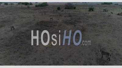 Antilopes Dans Le Parc National De Gorongosa Au Mozambique - Vidéos Par Drone