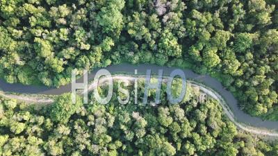 Vue Aérienne Des Arbres Verts - Vidéo Aérienne Par Drone