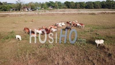 Groupe De Vaches Au Pâturage De L'herbe - Vidéos Par Drone
