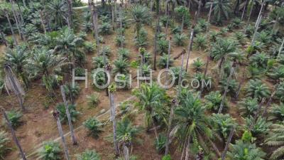 Aerial Rotation View Dead Bare Oil Palm - Video Drone Footage