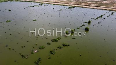 Vol Aérien Au-Dessus D'un Arbre De Mangrove Mort Inondé - Vidéo Par Drone