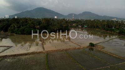 Flooded Season Rice Paddy In Rural Kampung - Video Drone Footage