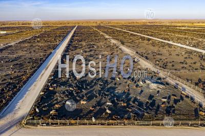 Feed Lot - Aerial Photography