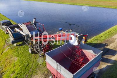 Cranberry Harvest - Aerial Photography
