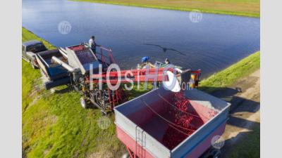 Cranberry Harvest - Aerial Photography