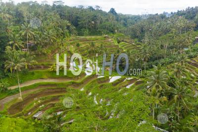 Aerial View Of Lush Green Irrigated Paddy Field Plantations Full Of Water On The Hill In The Jungle Terraced Rice Fields In Rainforest In Bali, Indonesia - Aerial Photography