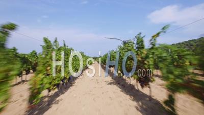 France, Var, Aerial View Of Vineyard At Ramatuelle - Video Drone Footage