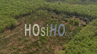 Deforestation Of A Forest Land - Video Drone Footage