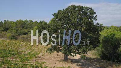 Oak Tree And Vineyards In Provence, Nearby The Mediterranean Sea Coast, Var - Video Drone Footage