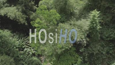 Forêt Tropicale En Martinique - Vidéo Drone