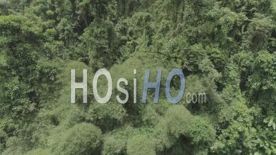 Forêt Tropicale En Martinique - Vidéo Drone