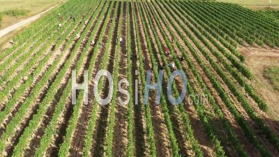 Harvest In The Couchois Vineyard - Video Drone Footage