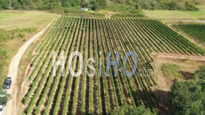 Récolte Dans Le Vignoble De Couchois - Séquence Vidéo Par Drone