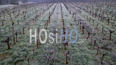 Vineyards Near Bordeaux In Winter, Vidéo Drone