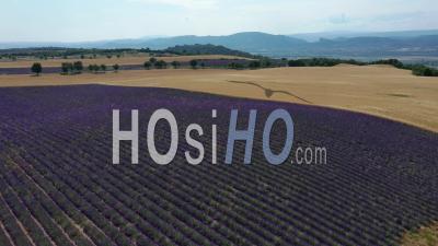 Lavender Fields In Bloom On The Valensole Plateau In Summer, Provence - Video Drone Footage