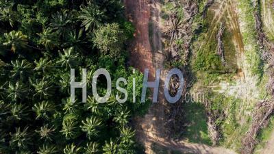 Aerial Look Down Dead And Life Oil Palm - Video Drone Footage