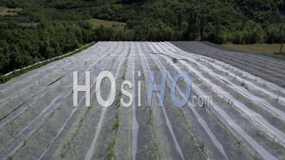 Vergers Et Filets De Protection Anti-Grêle, Près Du Village De Chabestan, Hautes-Alpes, France, Vidéo Par Drone