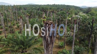 Dry Bare Tree Oil Palm Plantation - Video Drone Footage