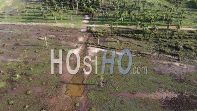 Zone Humide Avec Quelques Palmiers à Huile Secs - Vidéo Par Drone