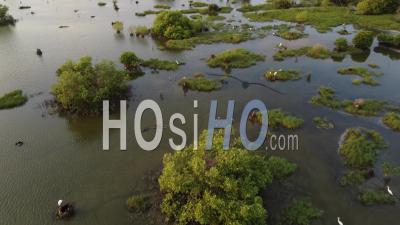 Habitat Des Oiseaux Aigrettes - Vidéo Par Drone