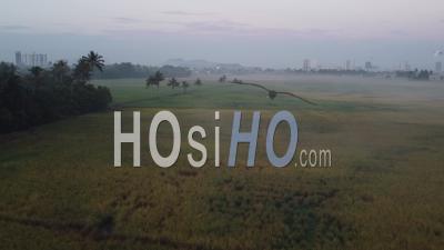 Aerial View Ripe Rice Paddy Field - Video Drone Footage