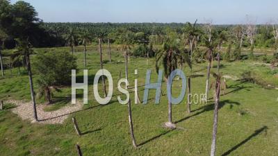 Coconut Palm In Day -Vidéo Par Drone